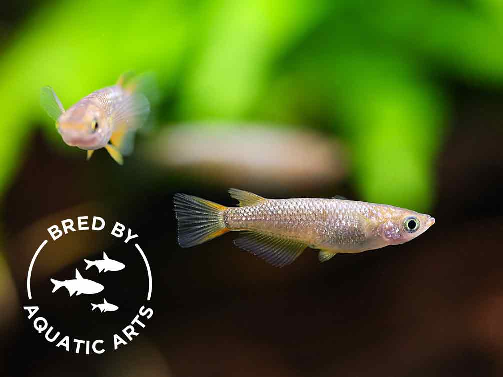 Amber Lamé Medaka Ricefish (Oryzias latipes) – Bred by Aquatic Arts™