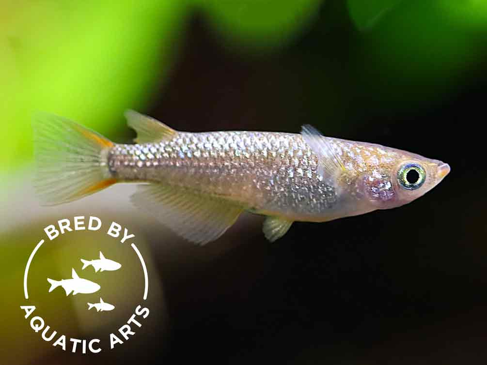 Amber Lamé Medaka Ricefish (Oryzias latipes) – Bred by Aquatic Arts™