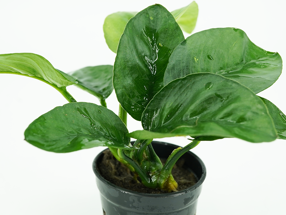 Anubias Barteri Butterfly (Anubias barteri var. Butterfly)