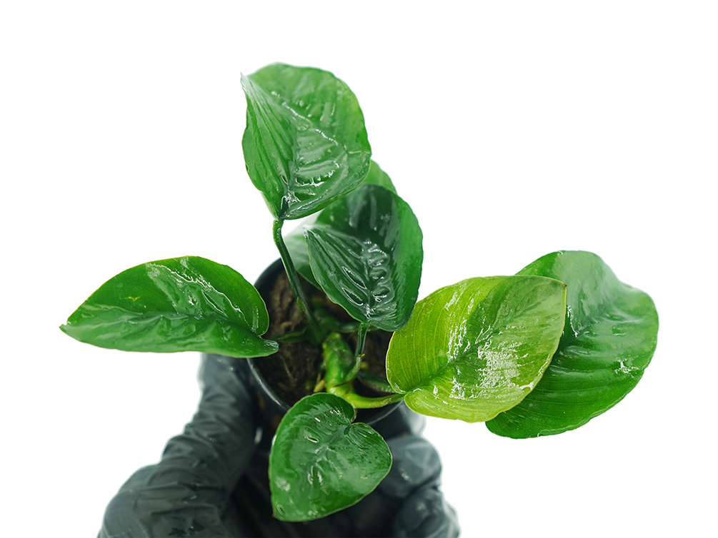 Anubias Barteri Butterfly (Anubias barteri var. Butterfly)