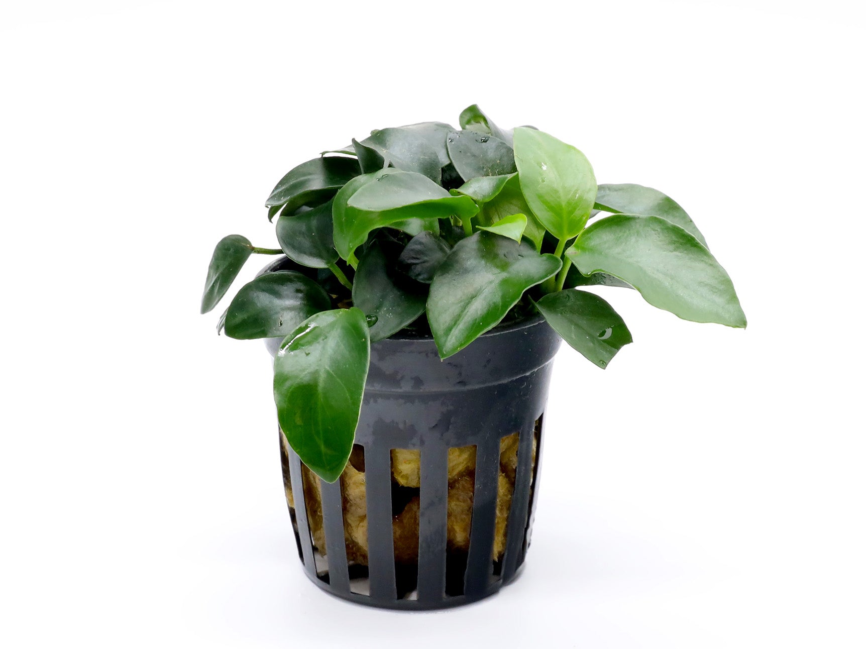 anubias bonsai tree Anubias Bonsai (Anubias barteri var. nana "Bonsai") – Aquatic Arts