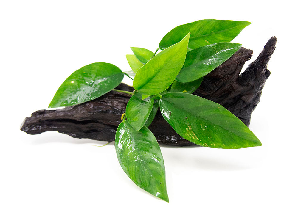 Aquatic Arts Plants BOGO Deals and Value Buys