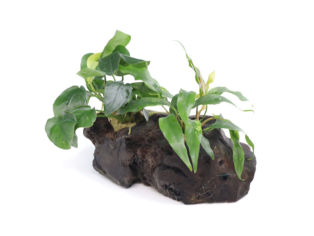 Anubias Barteri Var Nana + Minima on Pterocarpus Wood