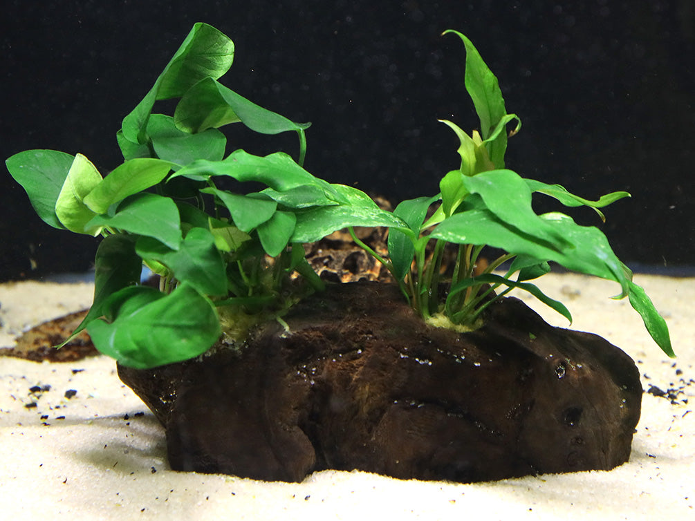 Anubias Barteri Var Nana + Minima on Pterocarpus Wood