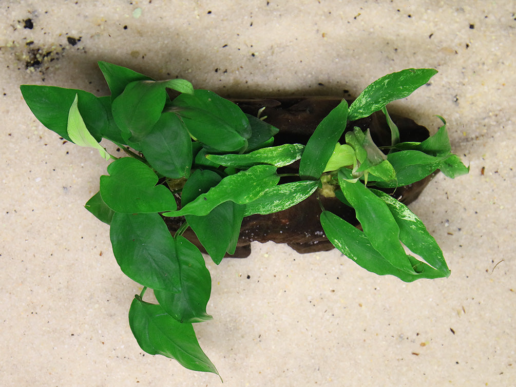 Anubias Barteri Var Nana + Minima on Pterocarpus Wood