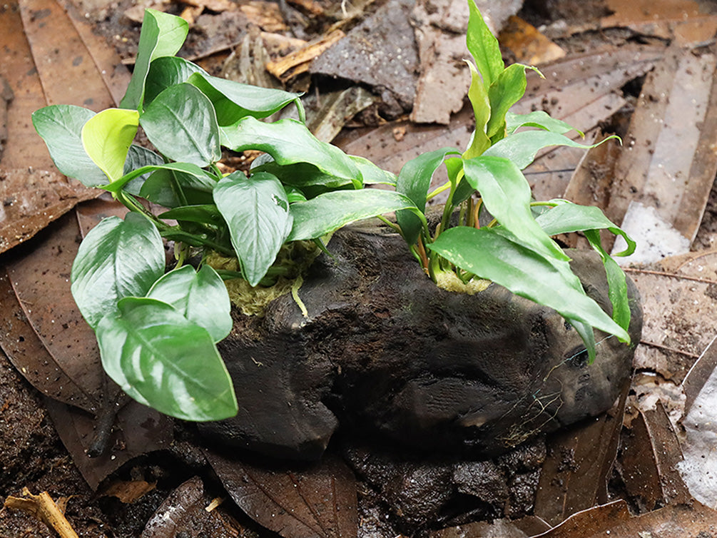 Anubias Barteri Var Nana + Minima on Pterocarpus Wood