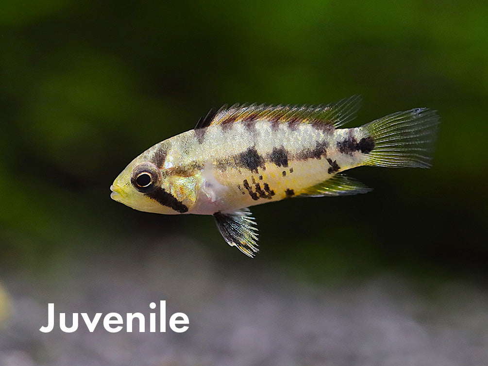 Apistogramma Inca Apistogramma baenschi (Inca) Dwarf Cichlid Fish – Locally Bred ...
