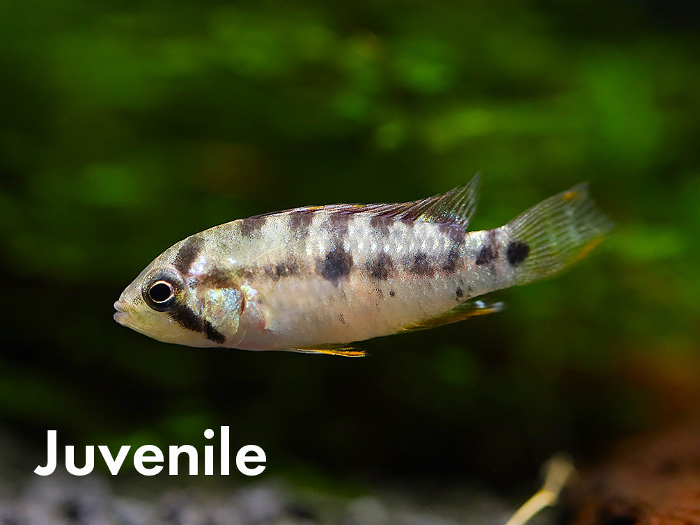 Apistogramma baenschi (Inca) Dwarf Cichlid Fish – Locally Bred