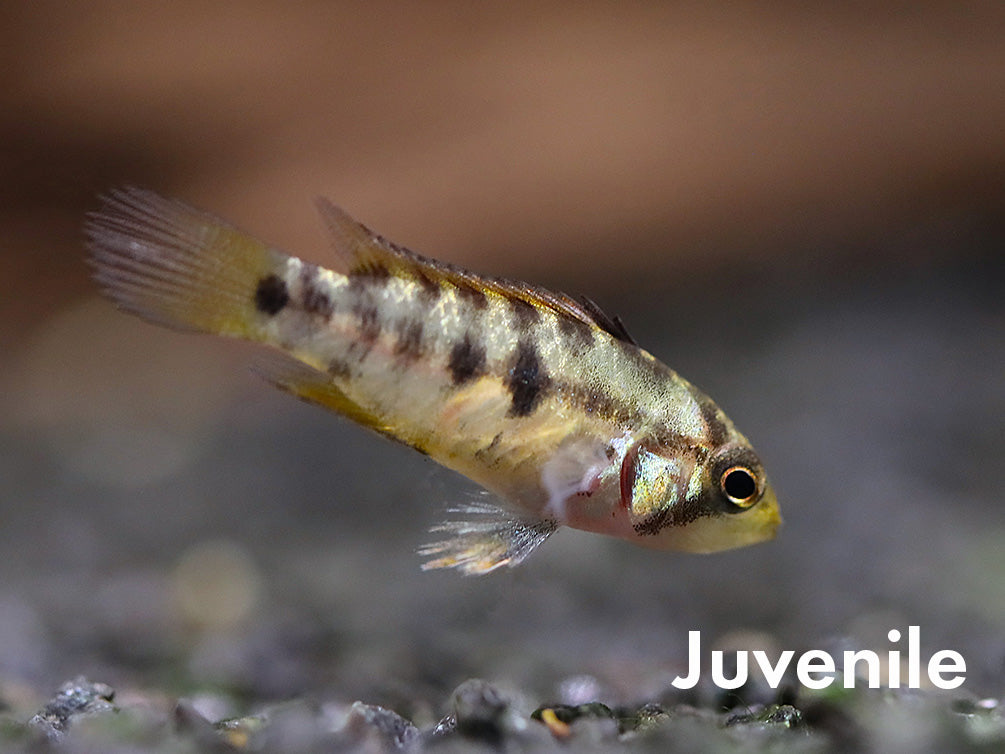 Apistogramma baenschi (Inca) Dwarf Cichlid Fish – Locally Bred