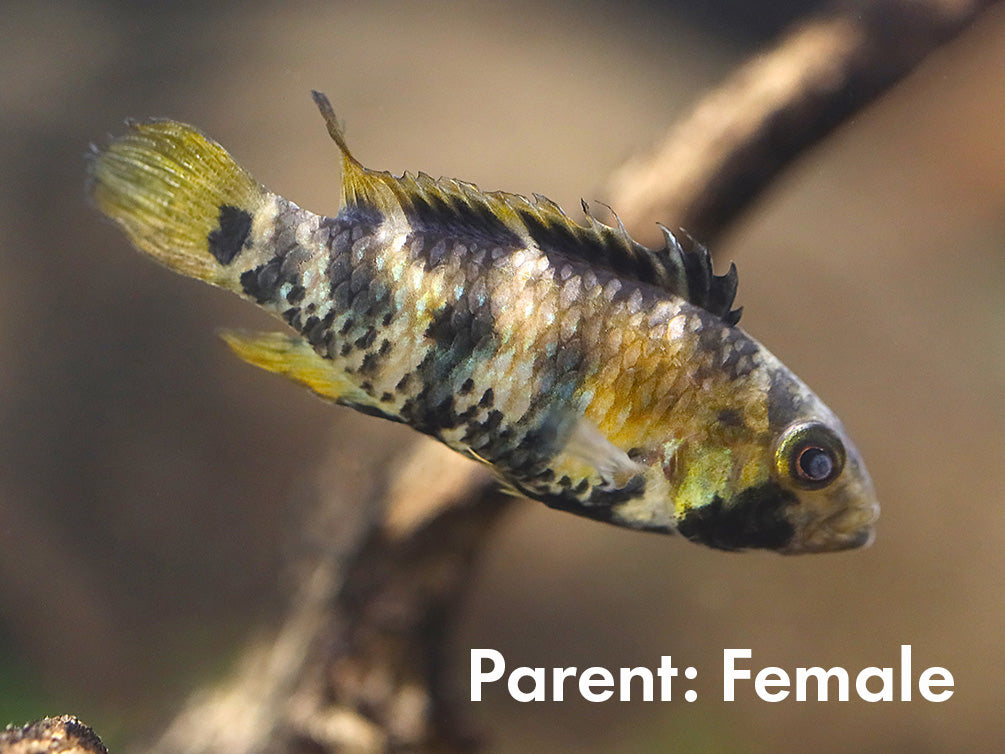Apistogramma Inca Apistogramma baenschi (Inca) Dwarf Cichlid Fish – Locally Bred ...