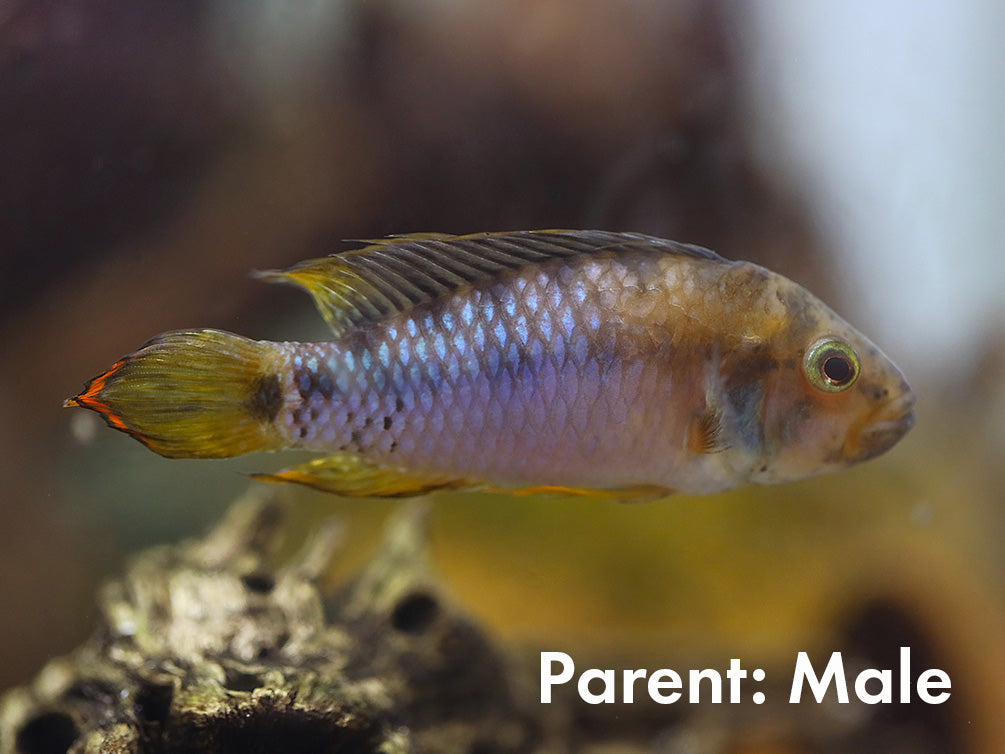 Apistogramma baenschi (Inca) Dwarf Cichlid Fish – Locally Bred
