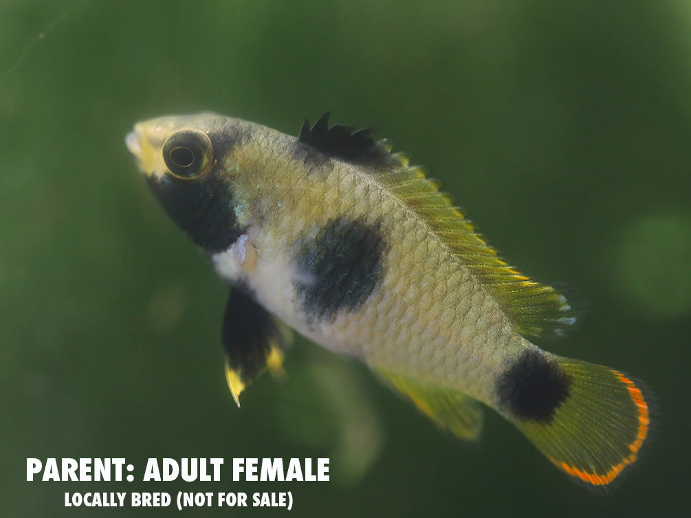 Panda Dwarf Cichlid (Apistogramma nijsseni) – Aquatic Arts