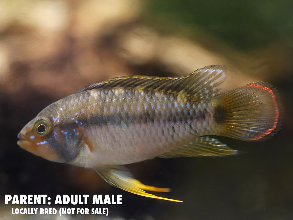 Dwarf Cichlids – Aquatic Arts