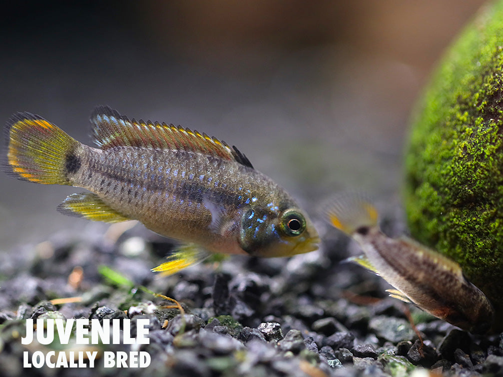 Panda Dwarf Cichlid (Apistogramma nijsseni) – Aquatic Arts