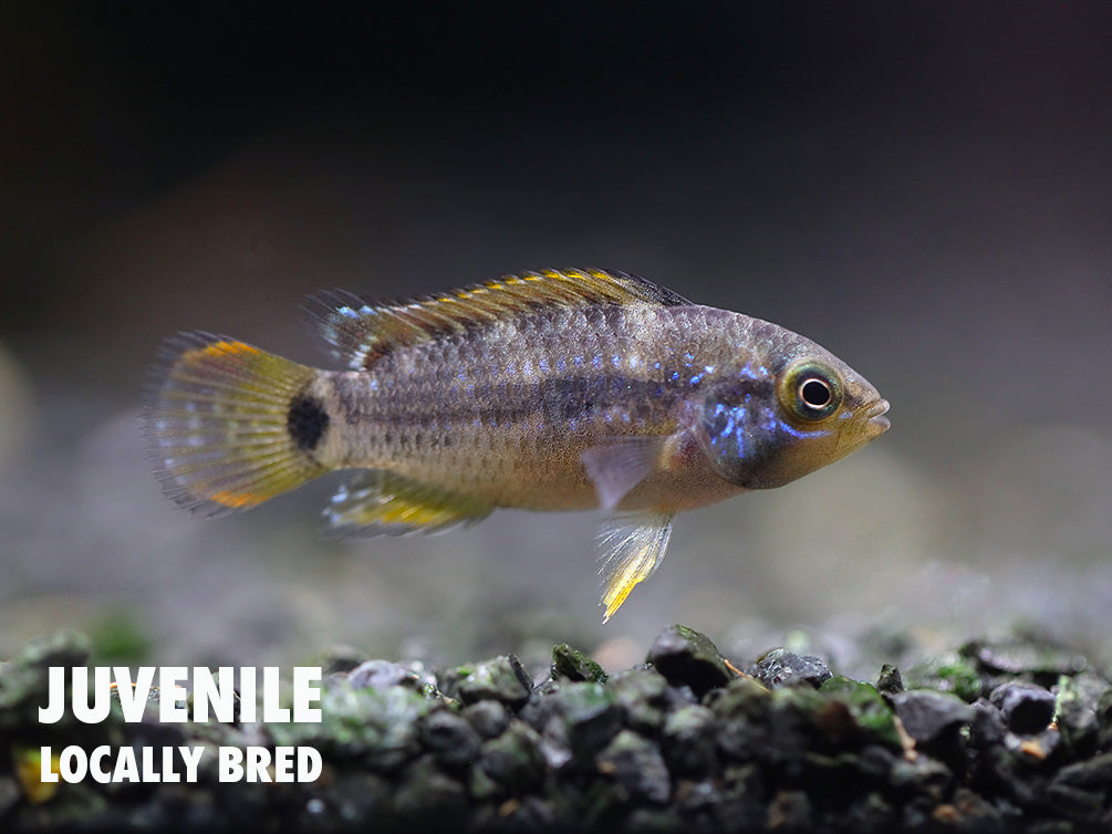 Panda Dwarf Cichlid (Apistogramma nijsseni)
