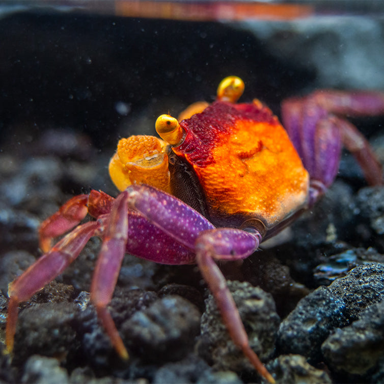 Apricot Vampire Crab (Geosesarma sp.)