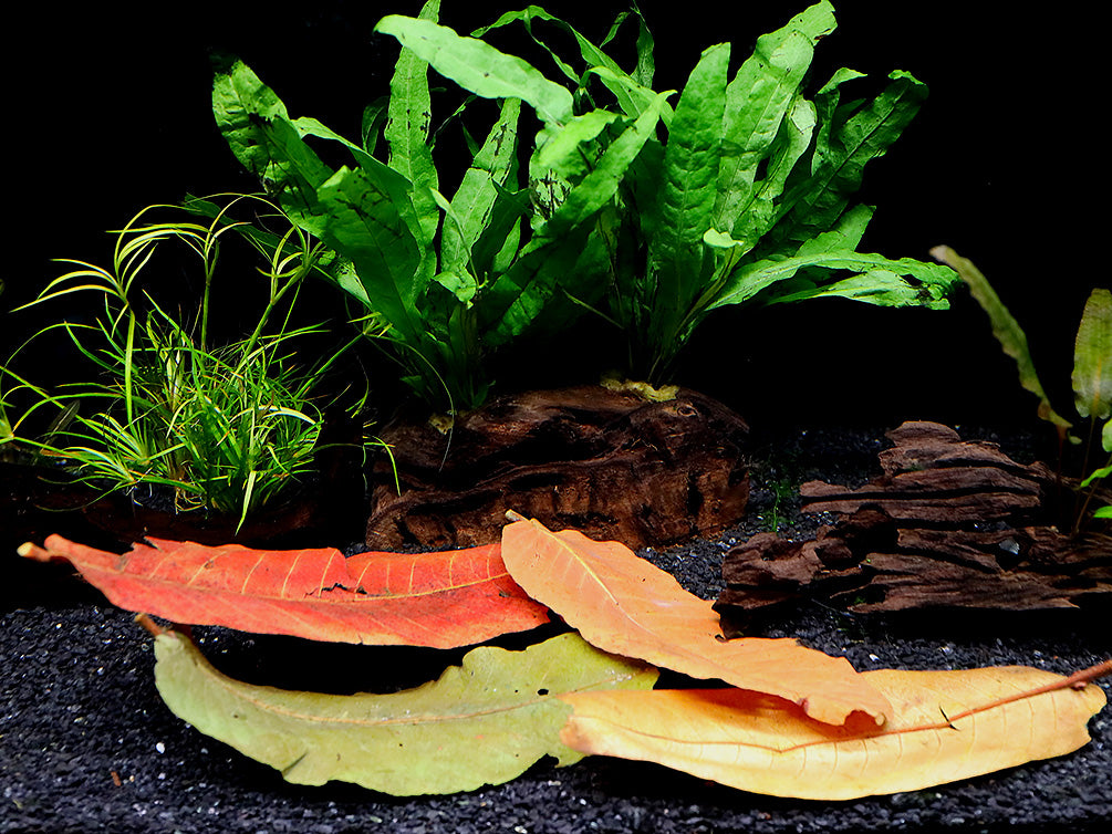 Aquatic Arts Arjuna Leaves (Terminalia arjuna)