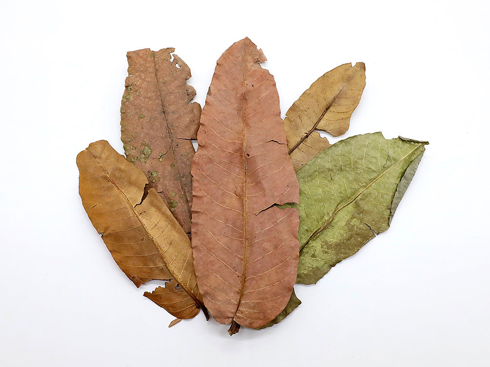 Aquatic Arts Arjuna Leaves (Terminalia arjuna)