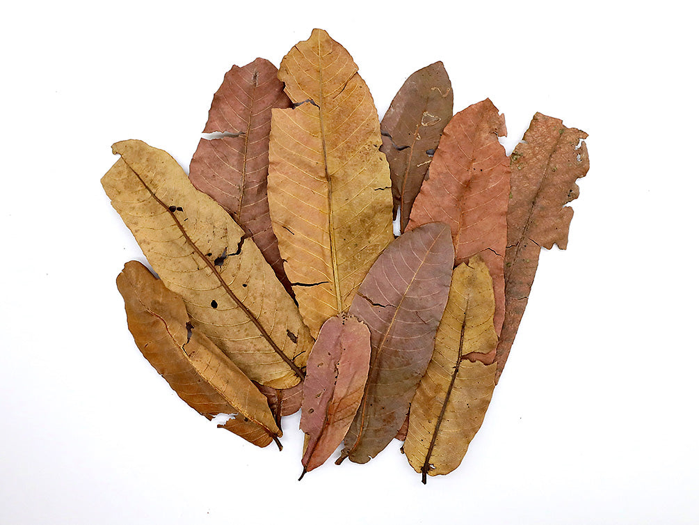 Aquatic Arts Arjuna Leaves (Terminalia arjuna)