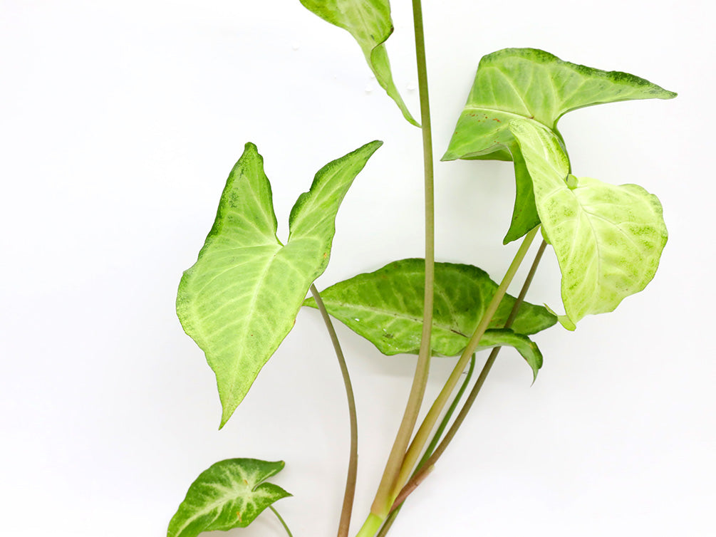 house plant arrow shaped leaves Arrowhead Vine (Syngonium podophyllum) – Aquatic Arts