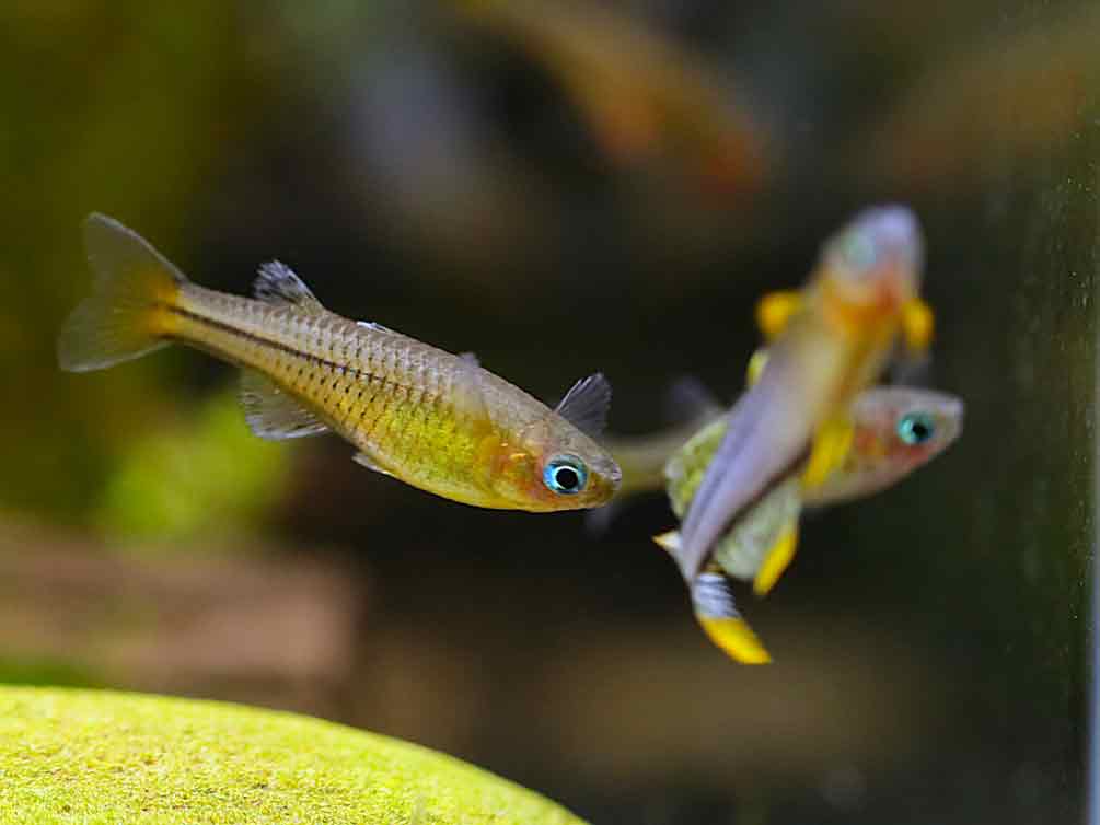 Aru IV Gertrude’s Spotted Blue-Eye Rainbowfish (Pseudomugil gertrudae) – Tank-Bred