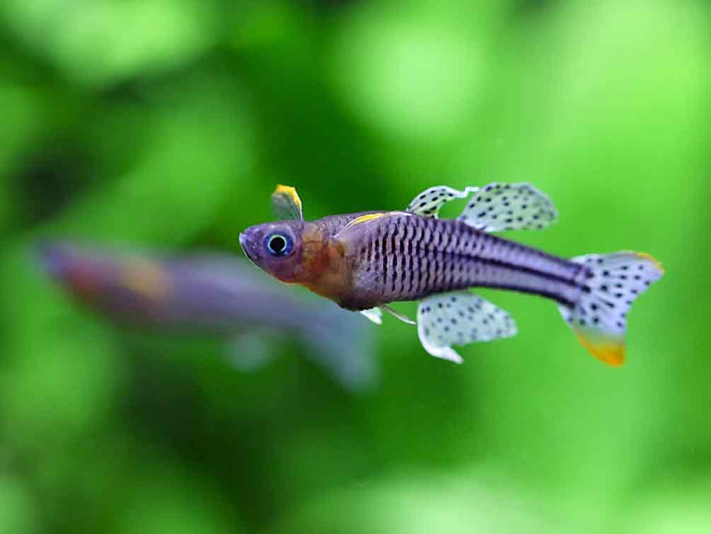 Aru IV Gertrude’s Spotted Blue-Eye Rainbowfish (Pseudomugil gertrudae) – Tank-Bred