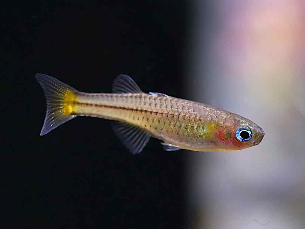 Aru IV Gertrude’s Spotted Blue-Eye Rainbowfish (Pseudomugil gertrudae) – Tank-Bred