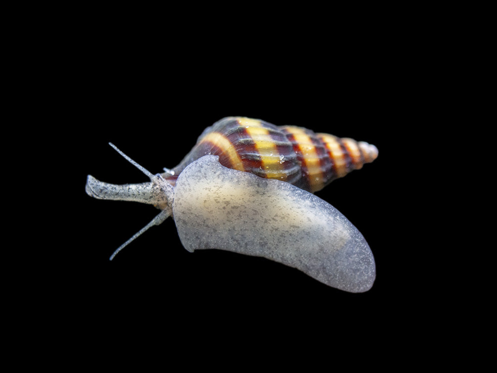 Assassin Snails (Clea helena)