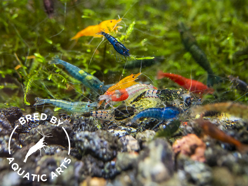 Bred By Aquatic Arts Neocaridina Shrimp Combo Box (Neocaridina davidi)