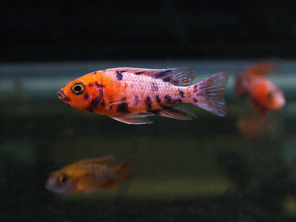 Assorted Peacock Cichlids (Aulonocara sp.) - Tank-Bred!