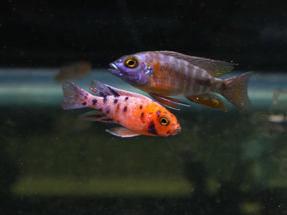 Assorted Peacock Cichlids (Aulonocara sp.) - Tank-Bred!