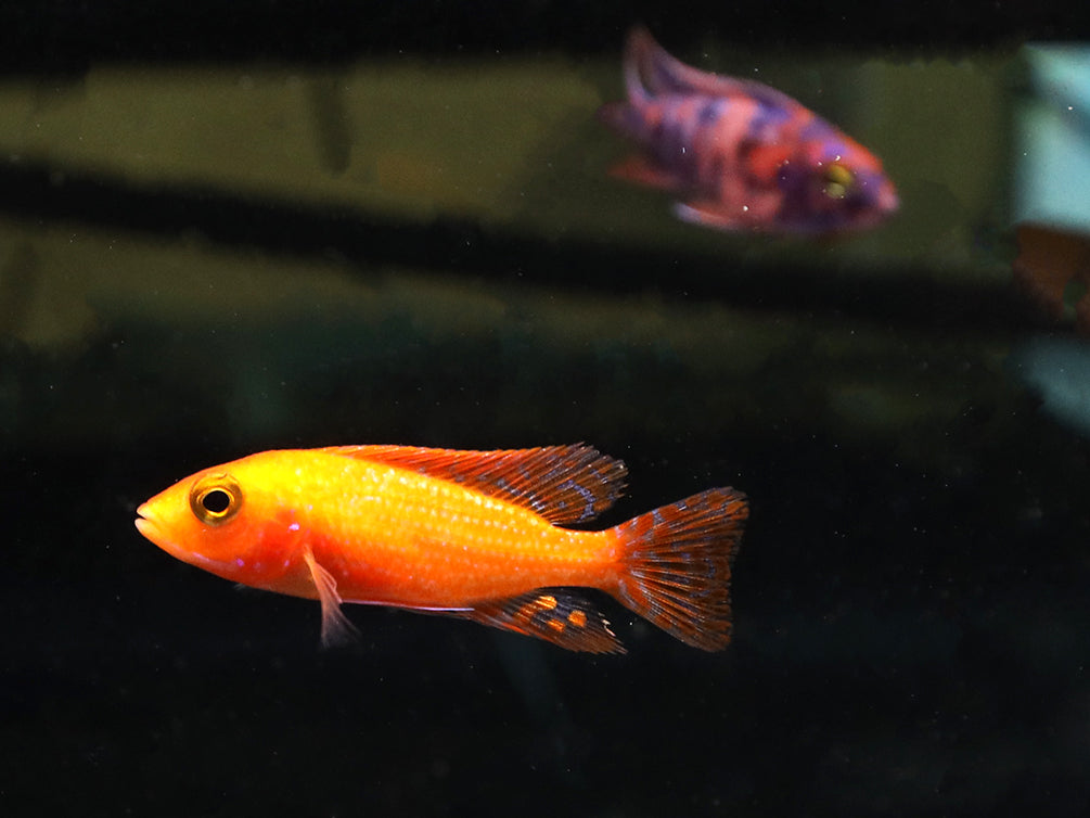 Assorted Peacock Cichlids (Aulonocara sp.) - Tank-Bred!