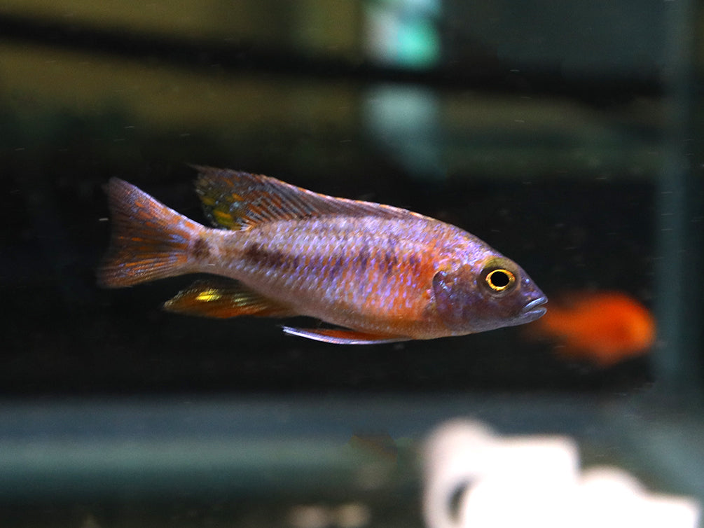 Assorted Peacock Cichlids (Aulonocara sp.) - Tank-Bred!