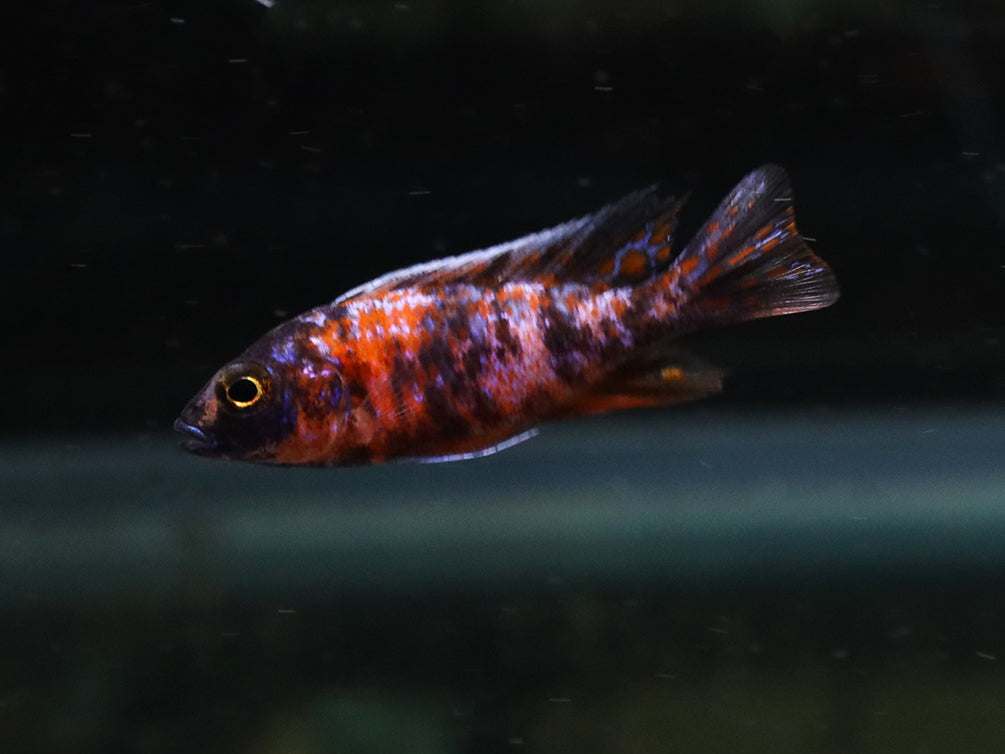 Assorted Peacock Cichlids (Aulonocara sp.) - Tank-Bred!