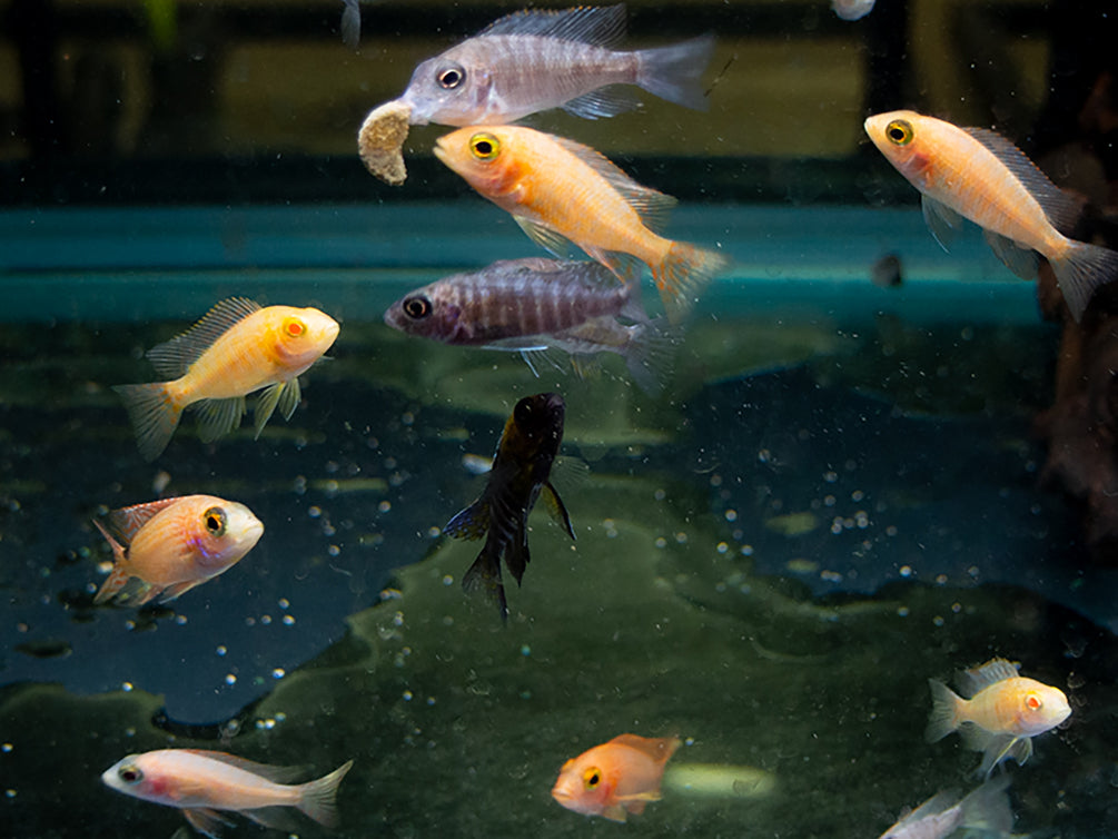 Assorted Peacock Cichlids (Aulonocara sp.) - Tank-Bred!