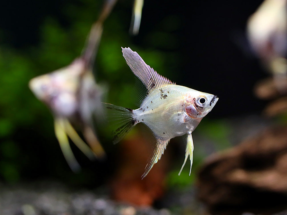 Assorted Angelfish (Pterophyllum scalare) - Bred by Aquatic Arts