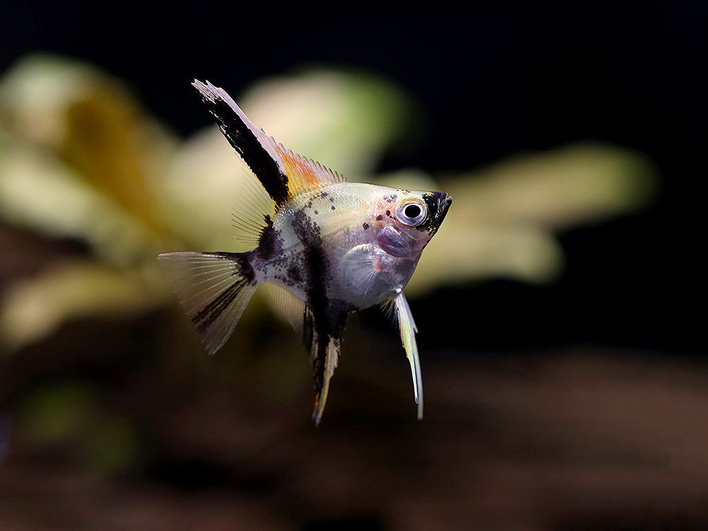 Assorted Angelfish (Pterophyllum scalare) - Bred by Aquatic Arts