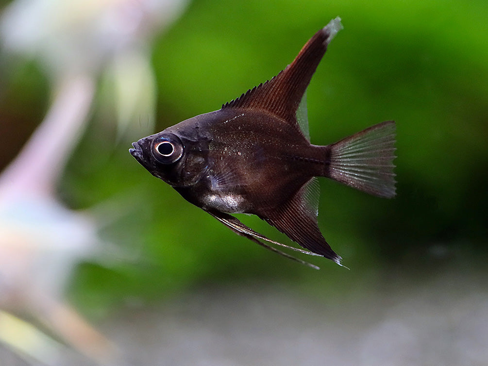 Assorted Angelfish (Pterophyllum scalare) - Bred by Aquatic Arts