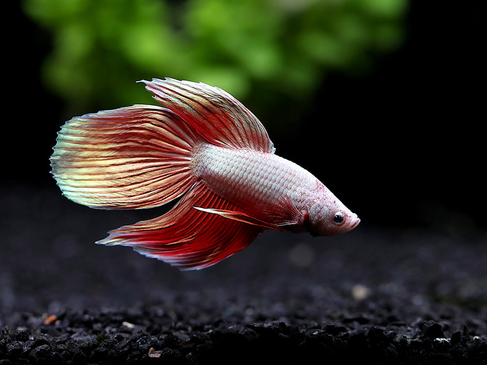 Dragon scale Longfin Betta (Betta splendens) - Tank Bred