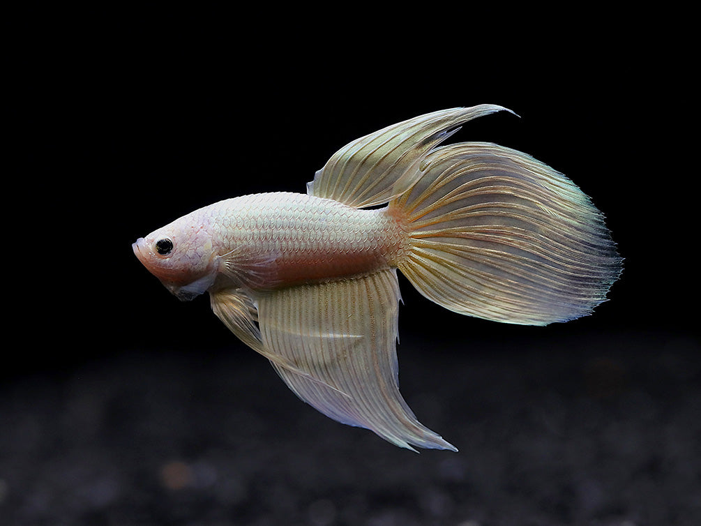 Dragon scale Longfin Betta (Betta splendens) - Tank Bred