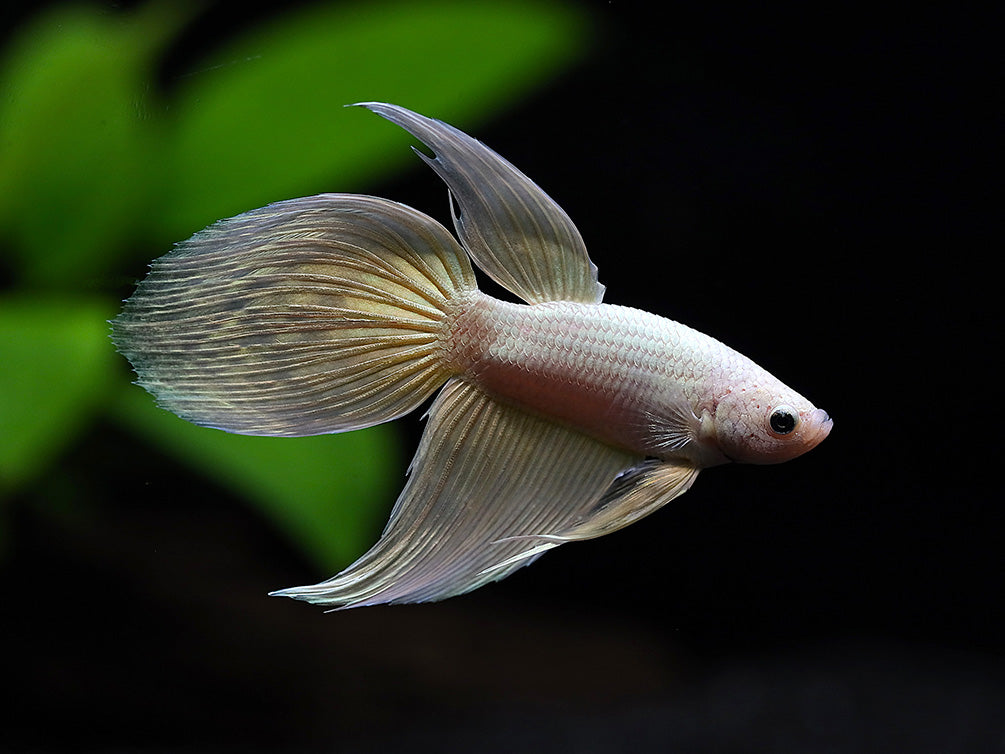 Dragon scale Longfin Betta (Betta splendens) - Tank Bred