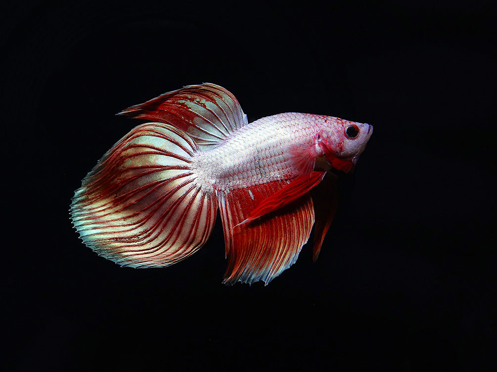 Dragon scale Longfin Betta (Betta splendens) - Tank Bred