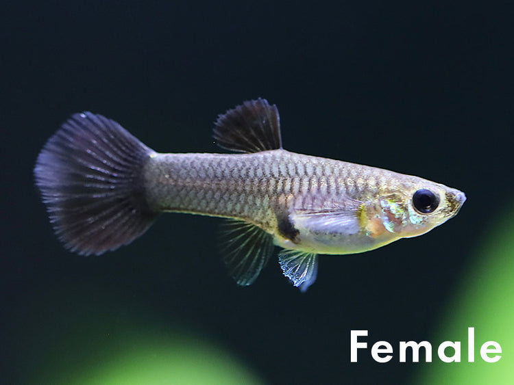Tank-Bred Assorted Moscow Guppy (Poecilia reticulata) female displaying natural coloration in a planted freshwater aquarium