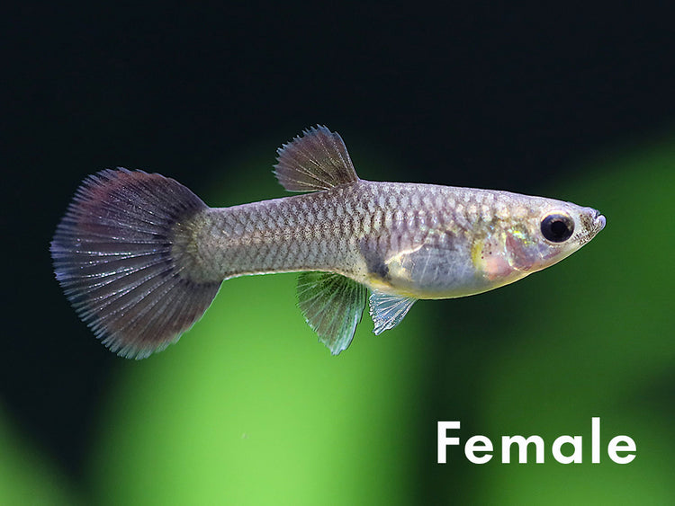 Tank-Bred Assorted Moscow Guppy (Poecilia reticulata) female displaying natural coloration in a planted freshwater aquarium