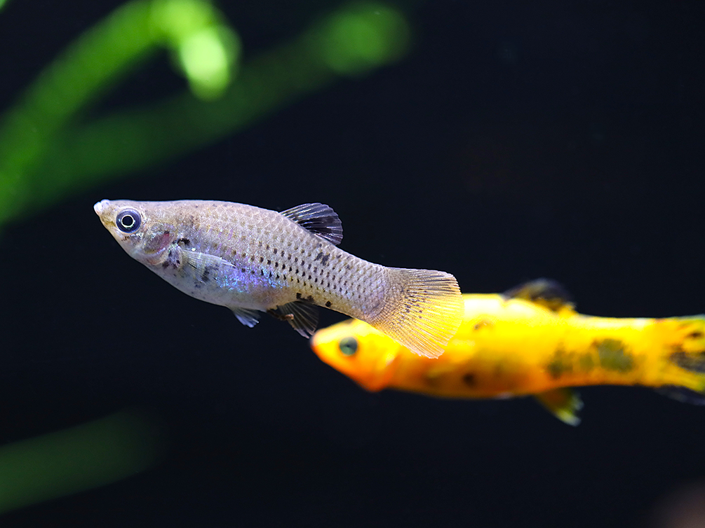 Premium Assorted Mollies (Poecilia latipinna / Poecilia sphenops) – Ta ...