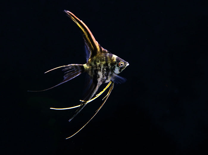 Assorted Veil Angelfish ( Pterophyllum scalare ) - Tank Bred