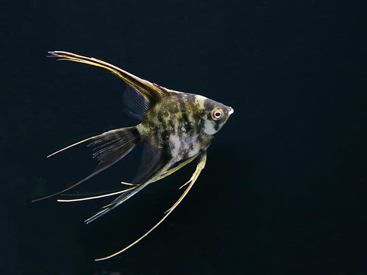 Assorted Veil Angelfish ( Pterophyllum scalare ) - Tank Bred