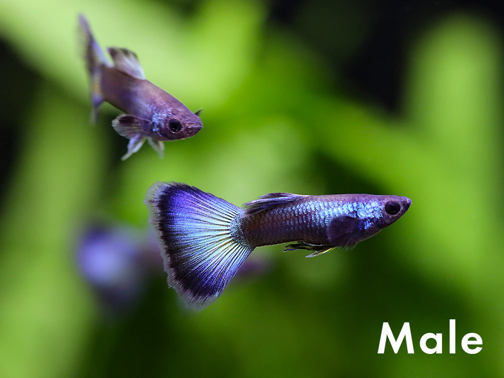 Tank-Bred Assorted Moscow Guppy (Poecilia reticulata) male displaying vibrant Moscow coloration and flowing fins in a planted freshwater aquarium