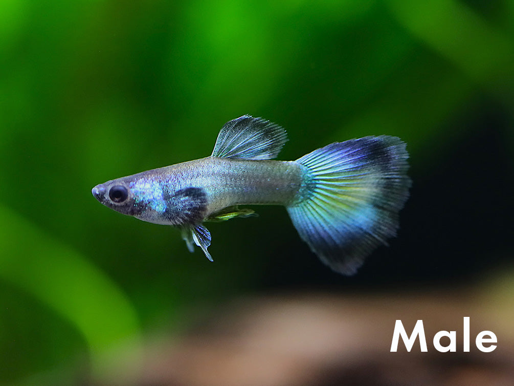Tank-Bred Assorted Moscow Guppy (Poecilia reticulata) male displaying vibrant Moscow coloration and flowing fins in a planted freshwater aquarium