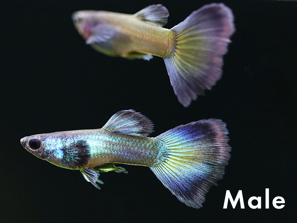 Tank-Bred Assorted Moscow Guppy (Poecilia reticulata) male displaying vibrant Moscow coloration and flowing fins in a planted freshwater aquarium
